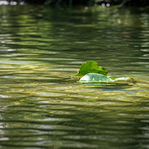 Clear water and green leaves